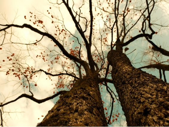287cf1e7d8a5e2d32feb48ed1bcfa87c.png