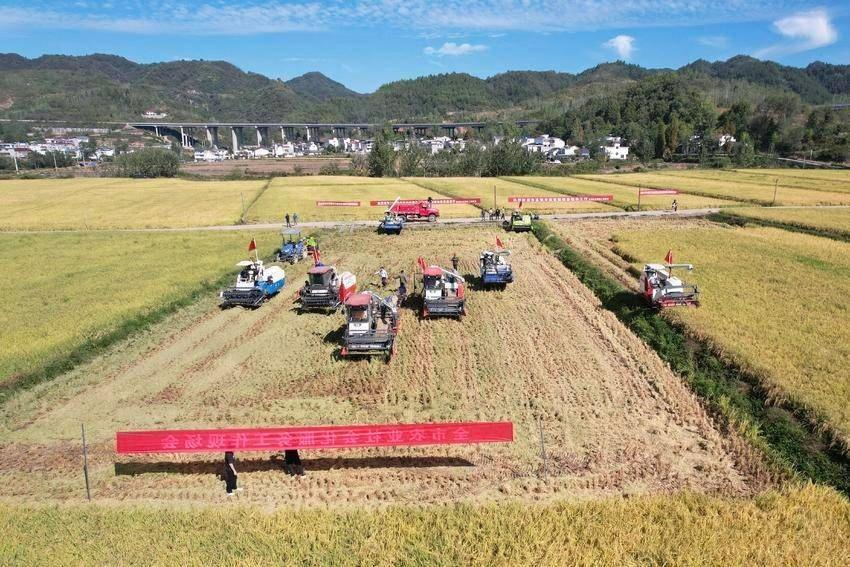 糯稻丰收酿佳酿 黄酒产业谱新篇 &mdash;&mdash;房县2026年秋季糯稻生产与黄酒产业发展综述